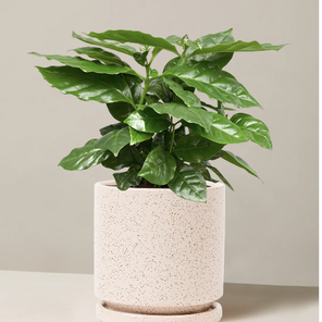 Кофе арабика